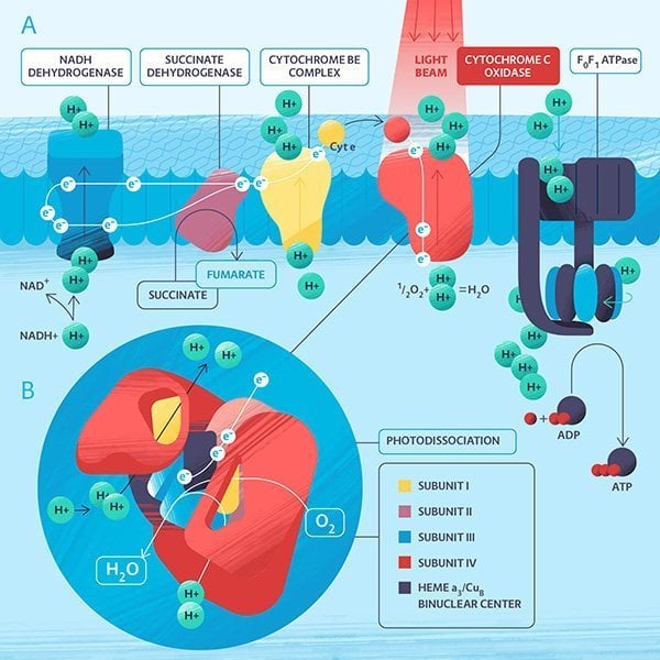 can light therapy help the brain