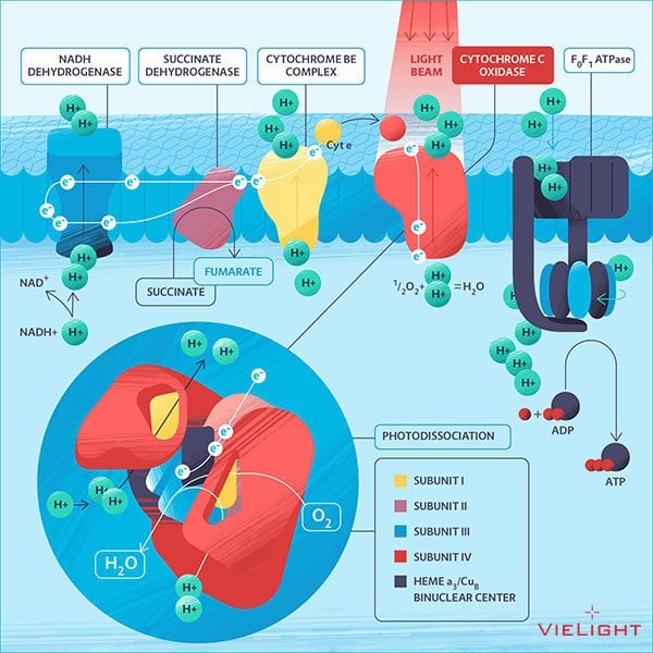 mechanisms of photobiomodulation